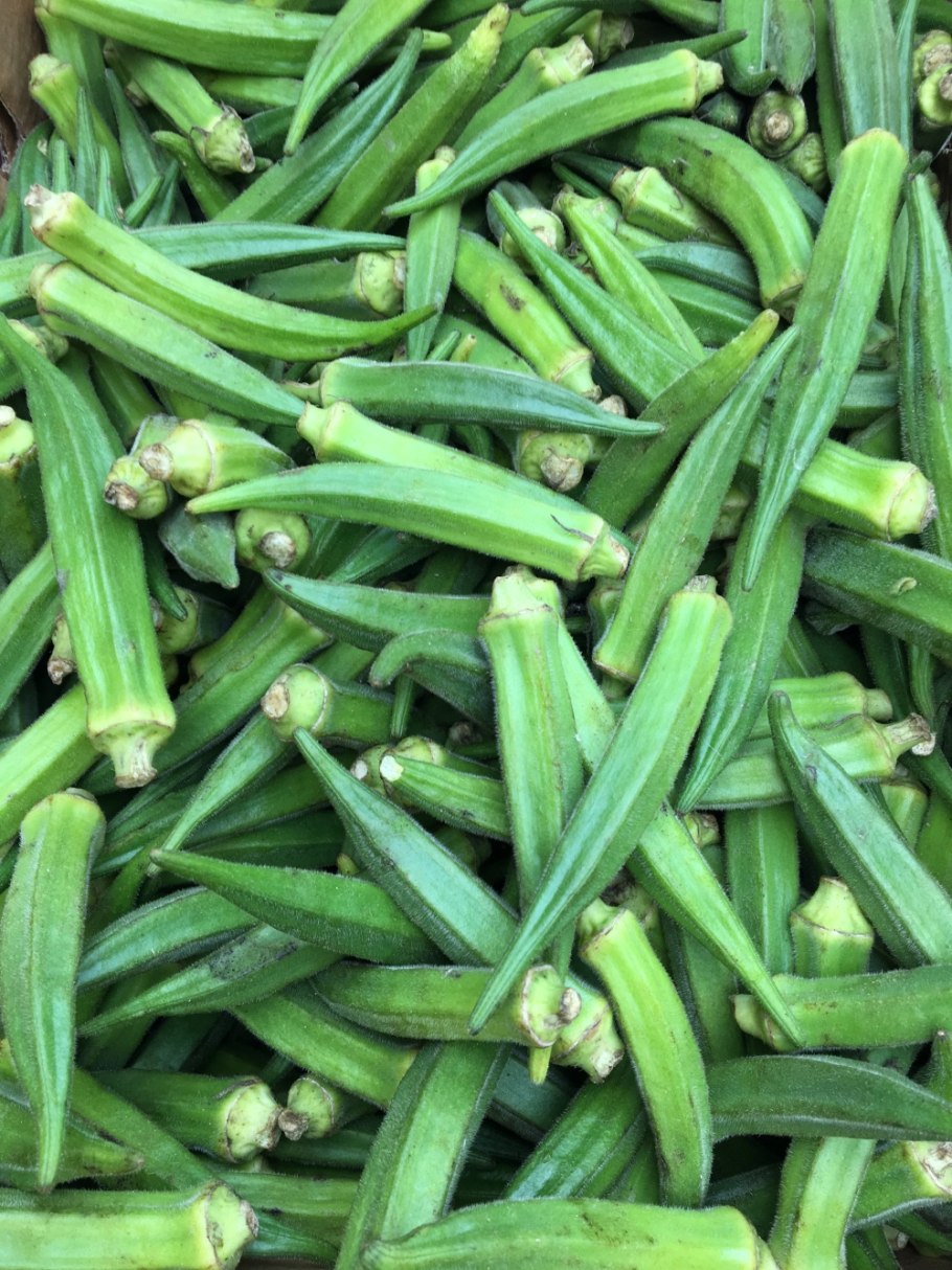 Бамя Европа