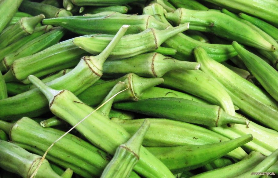 Растение Бамия окра