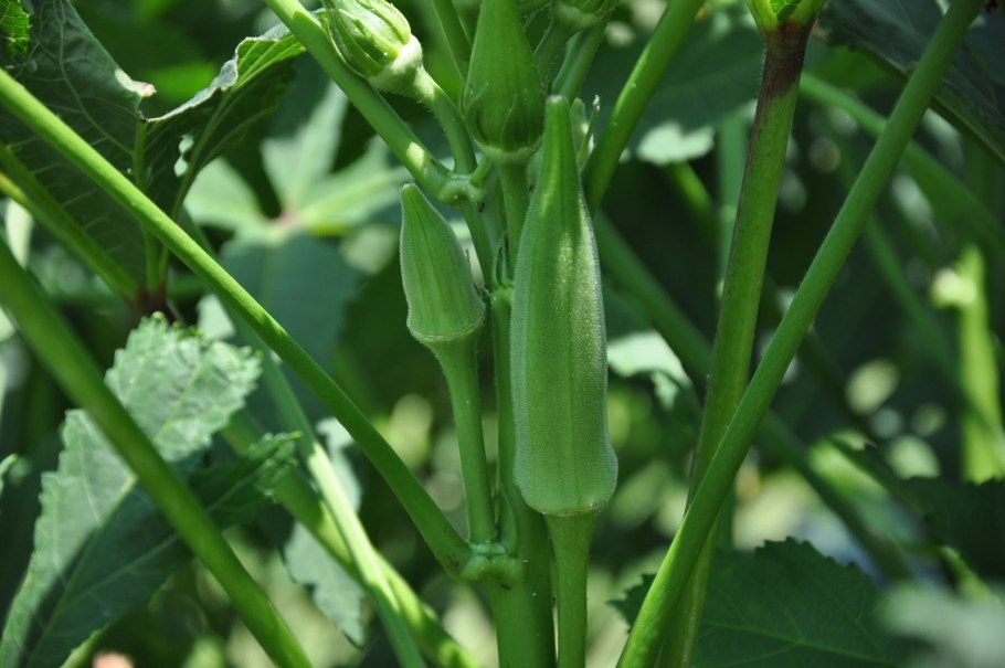 Бамия родина