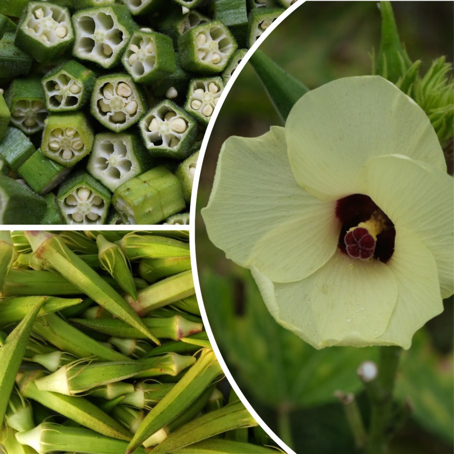 Индийский овощ Бамия