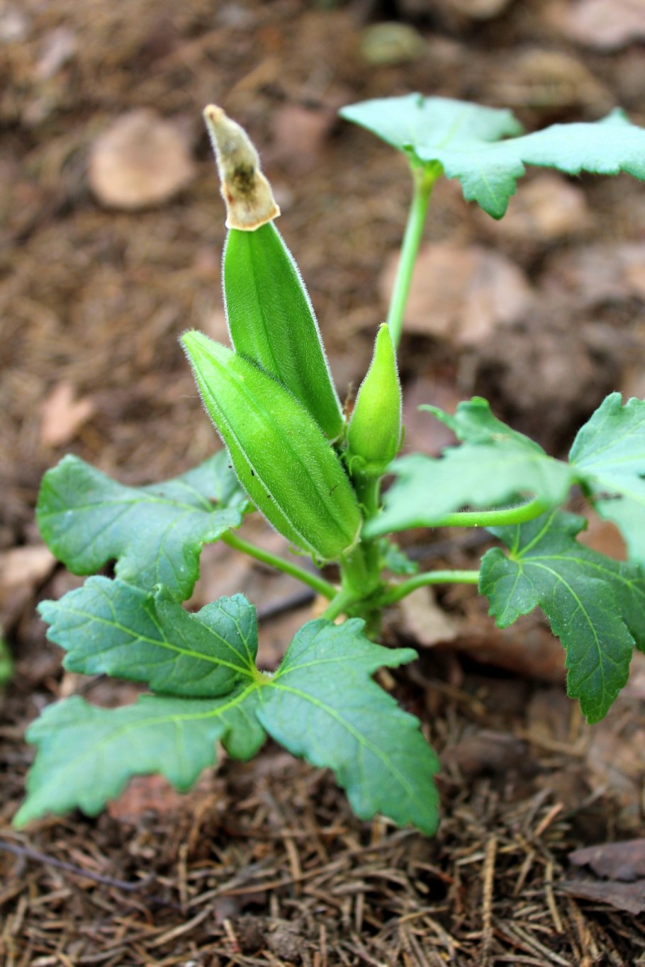 Бамия бирманская