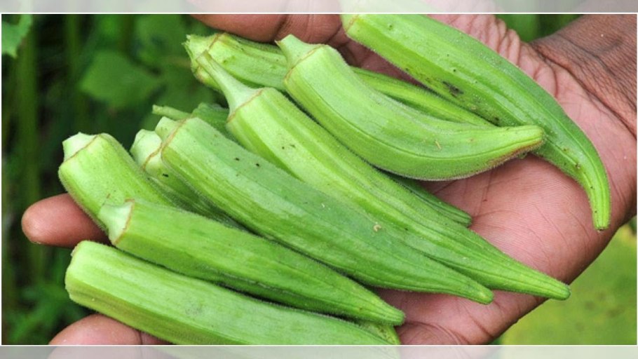 Бамия окра