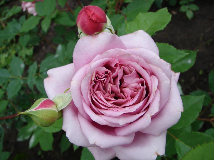 Корал гели (Corail Gelee) роза