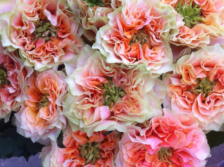 Копперфильд Саммерхаус роза