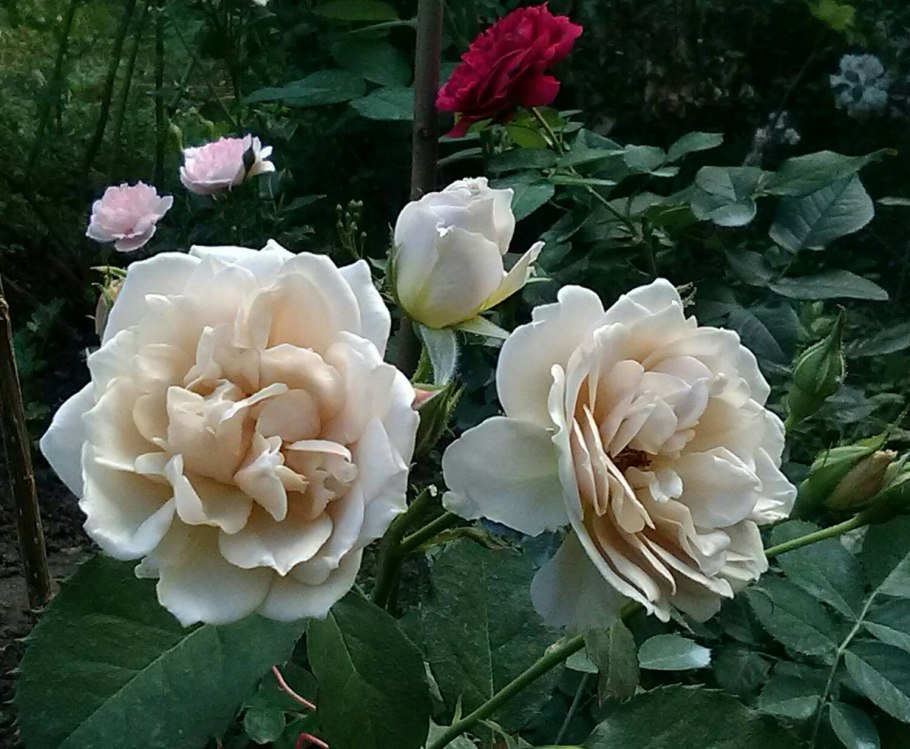 Микото роза японской селекции