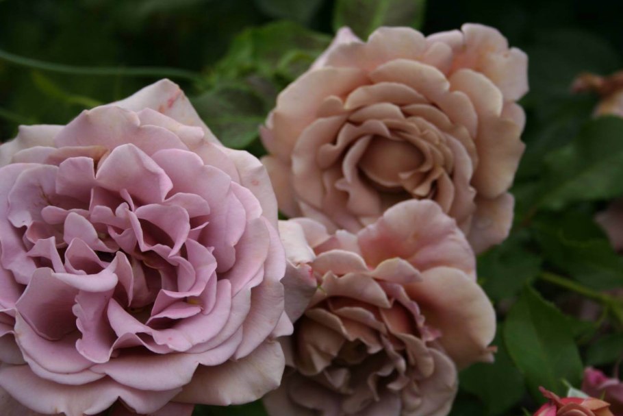 Роза Габриэль японской селекции