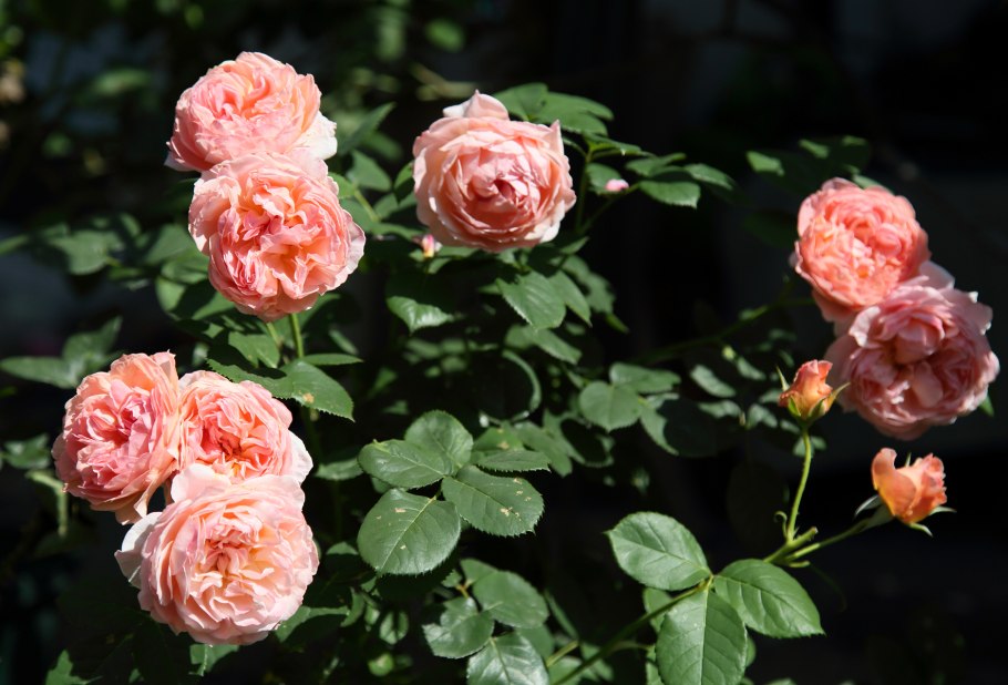 Роза Цумуги