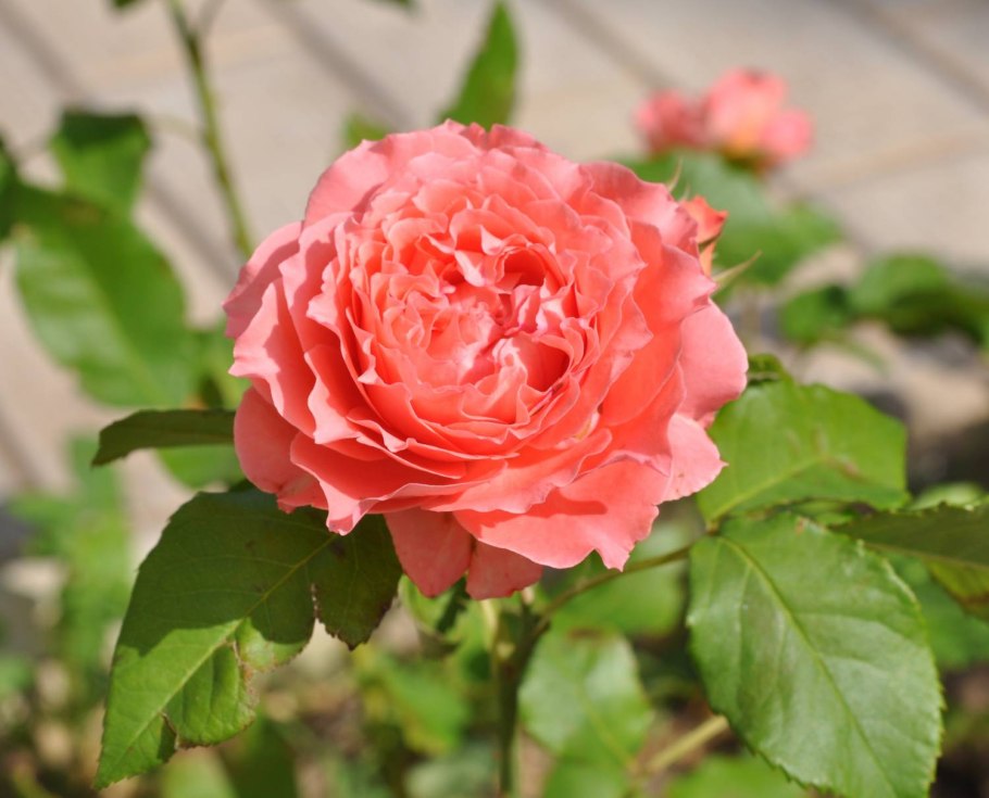 Kaolikazali роза