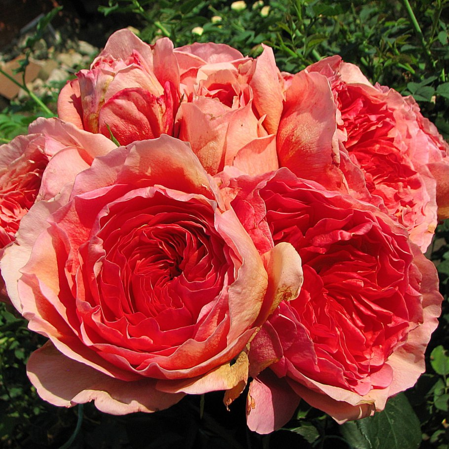 Японская роза Lucifer