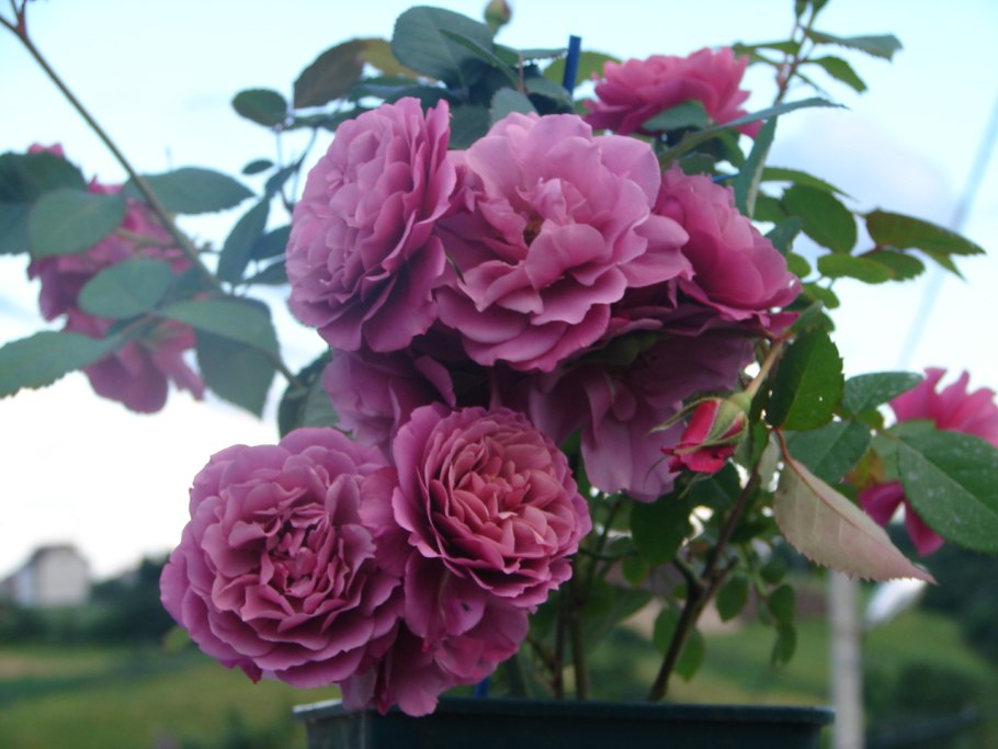 Японская роза Каори Казари