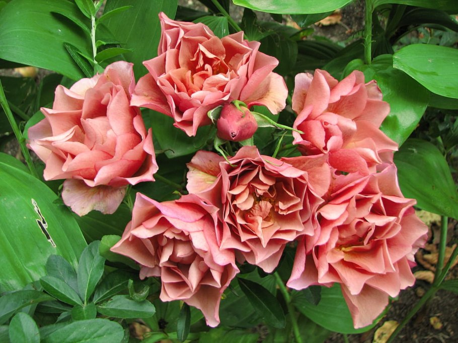 Роза сола sola