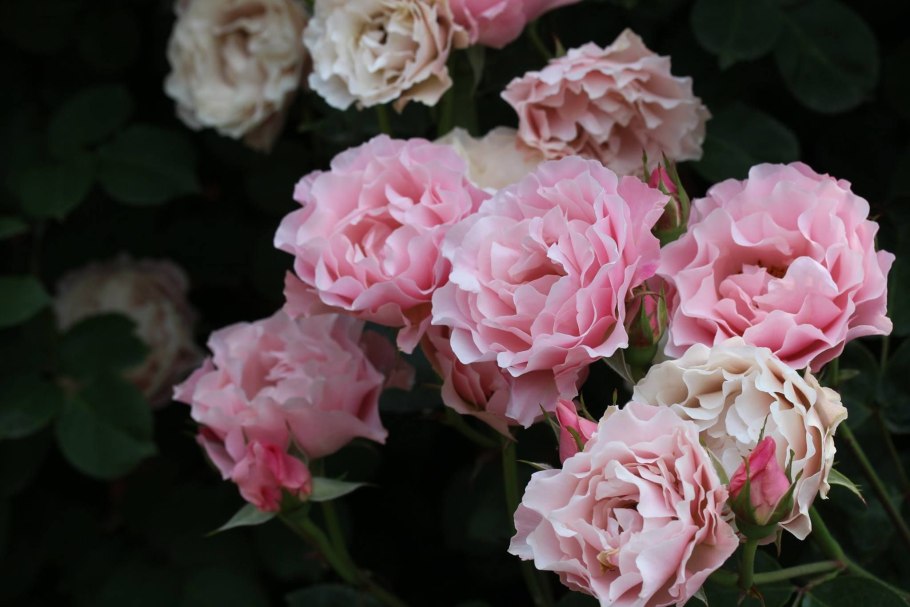 Роза Габриэль японской селекции