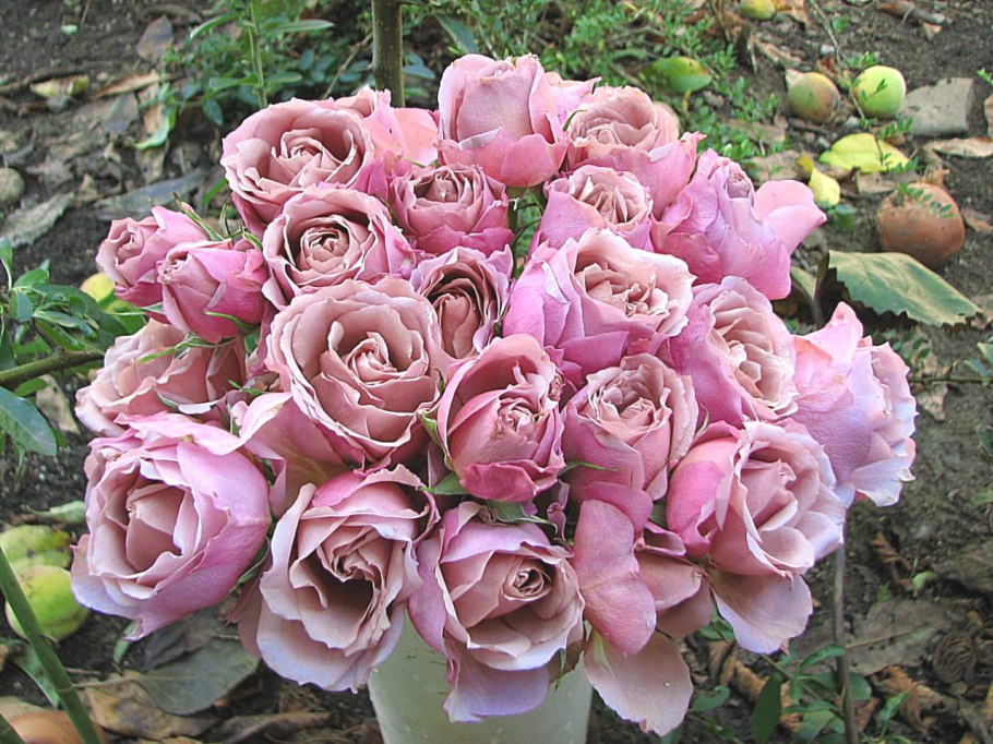 Corail Gelee роза