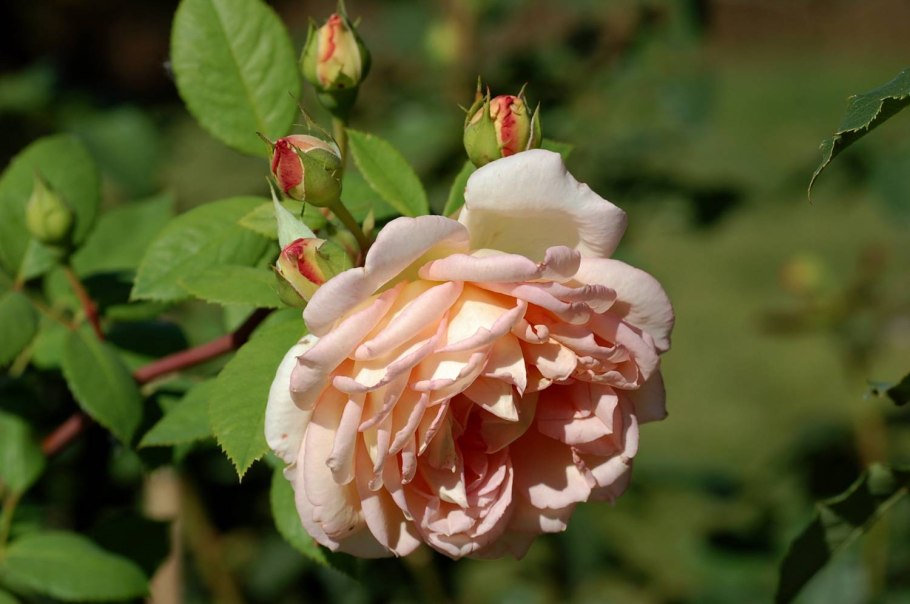 Роза Микото