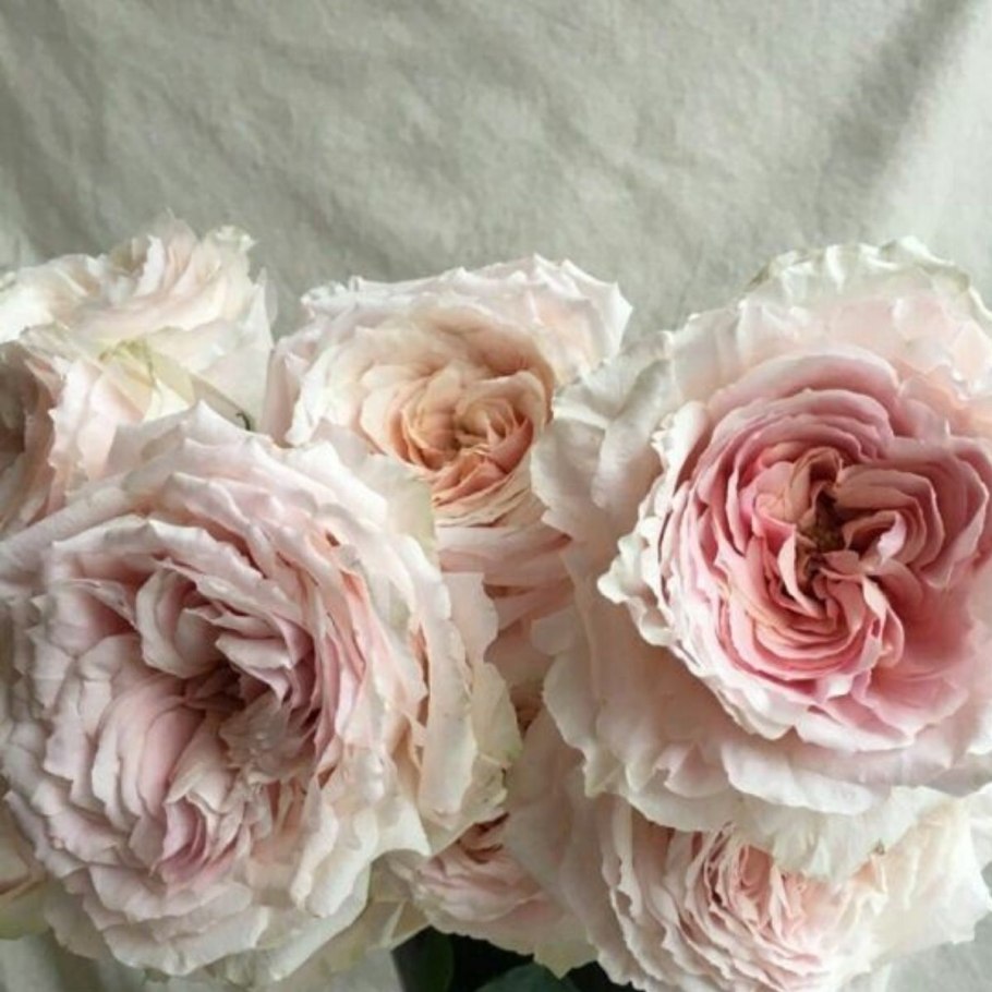 Роза Сансет Мемори