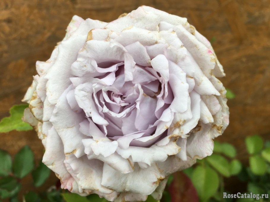 Роза Мисаки