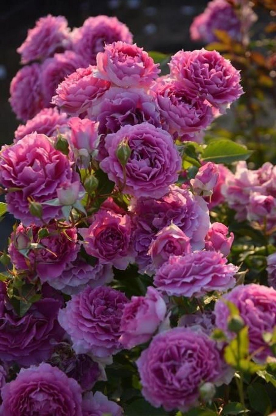 Мисаки роза японской селекции