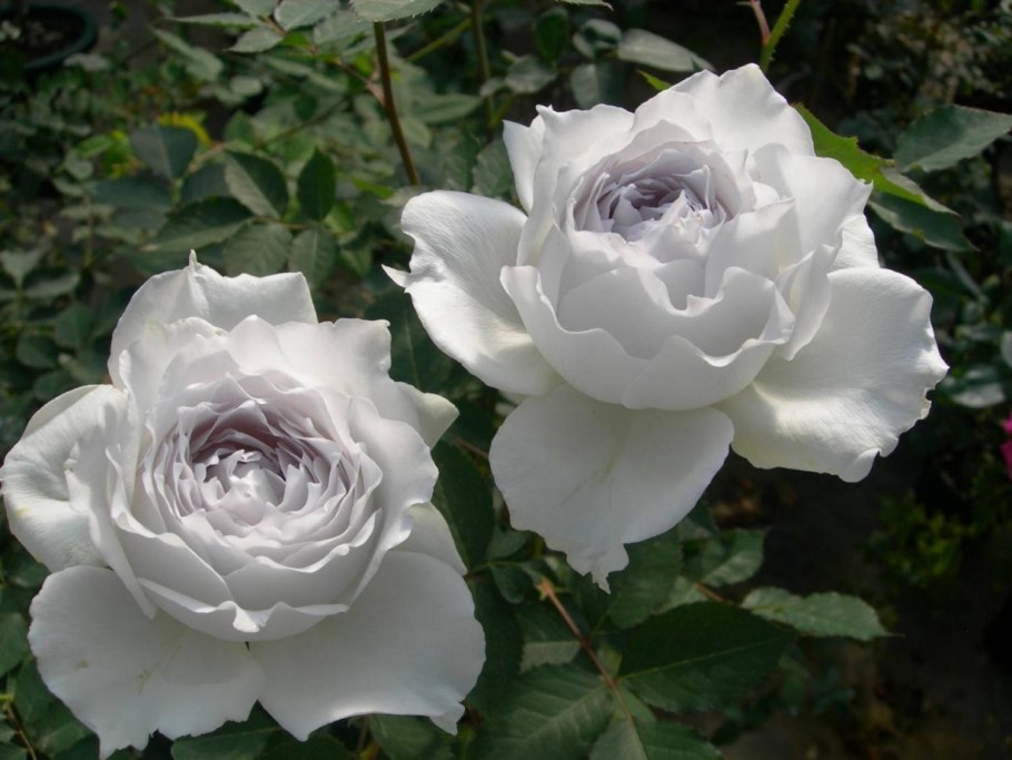 Роза Сесиль де