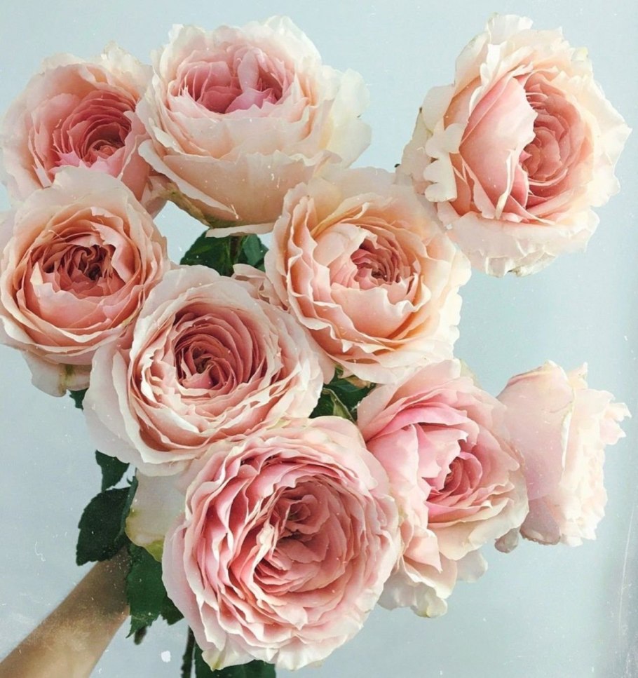 Тсумуги роза японской селекции