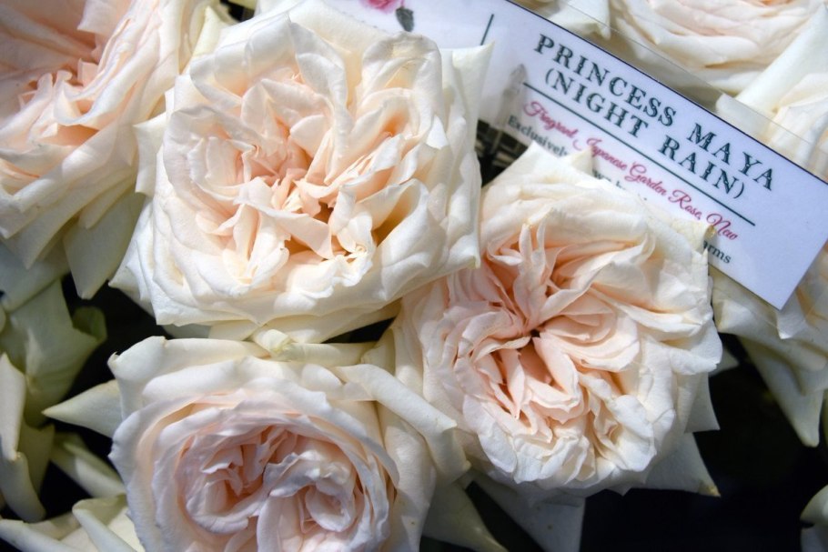 Роза Кутюр роз Тилия