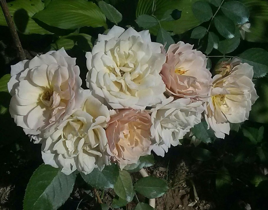 Shioli роза японская