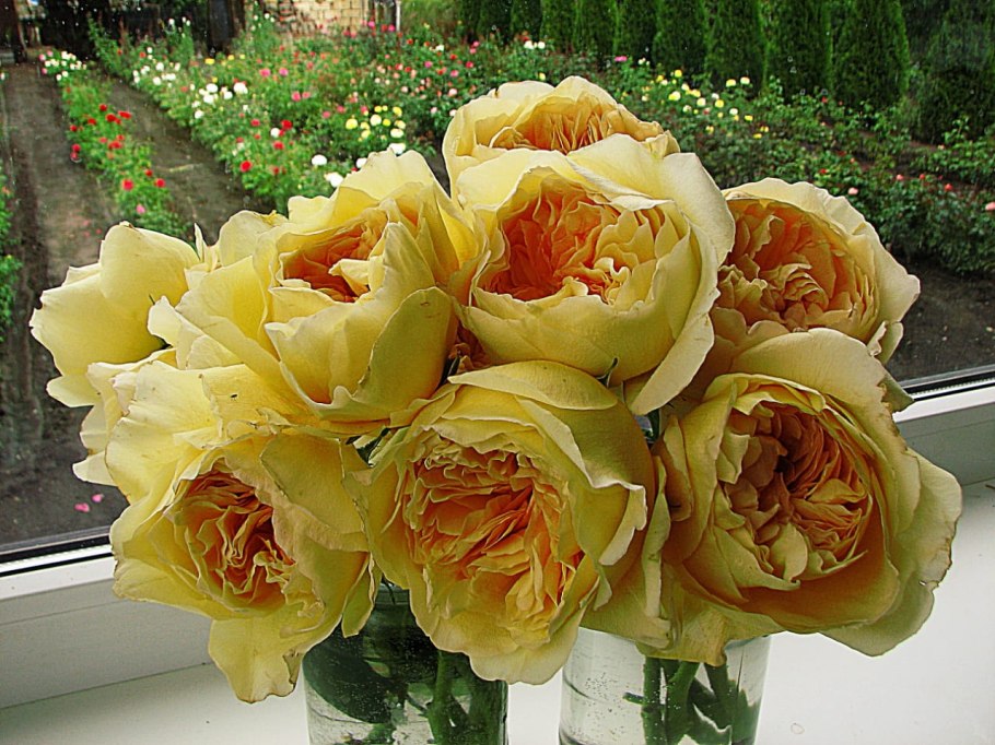 Ликухоталу Likuhotalu роза