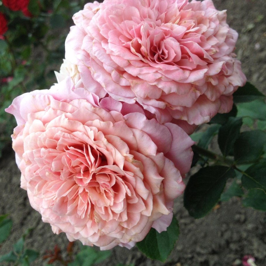 Корал желе Corail Gelee роза