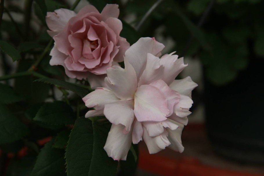 Габриэль (Gabriel) роза