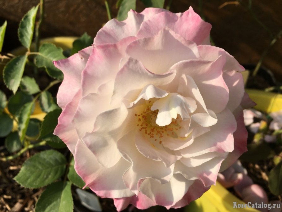 Микото роза японской селекции