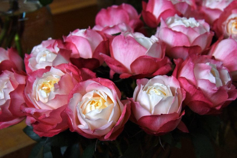 Роза ла Пети Пайе (la petite pair)