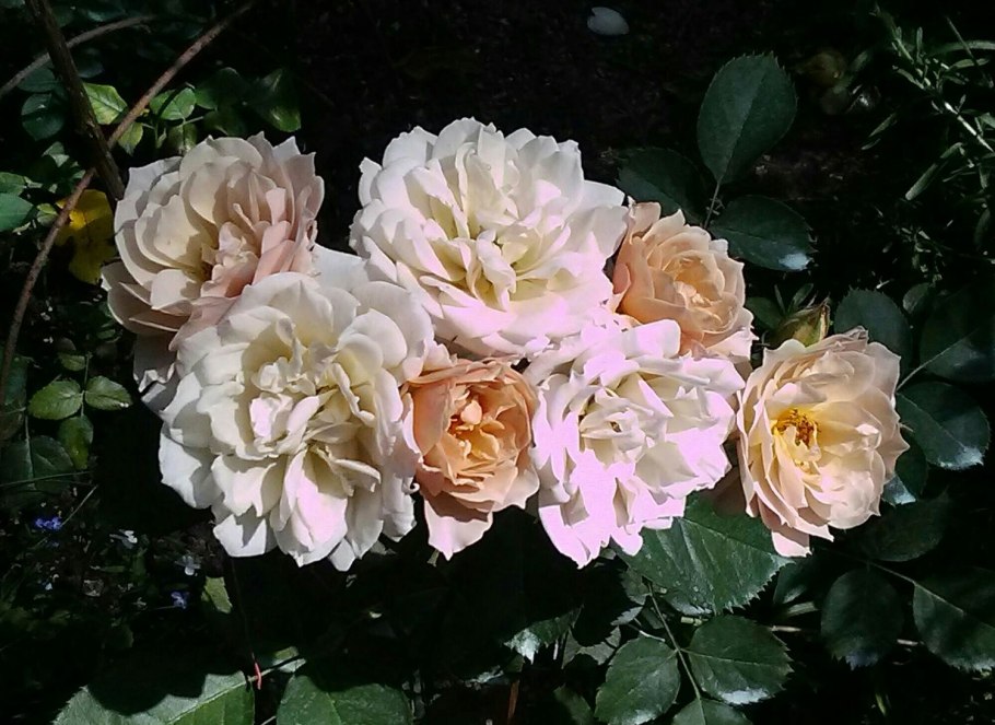 Японская роза Мияби