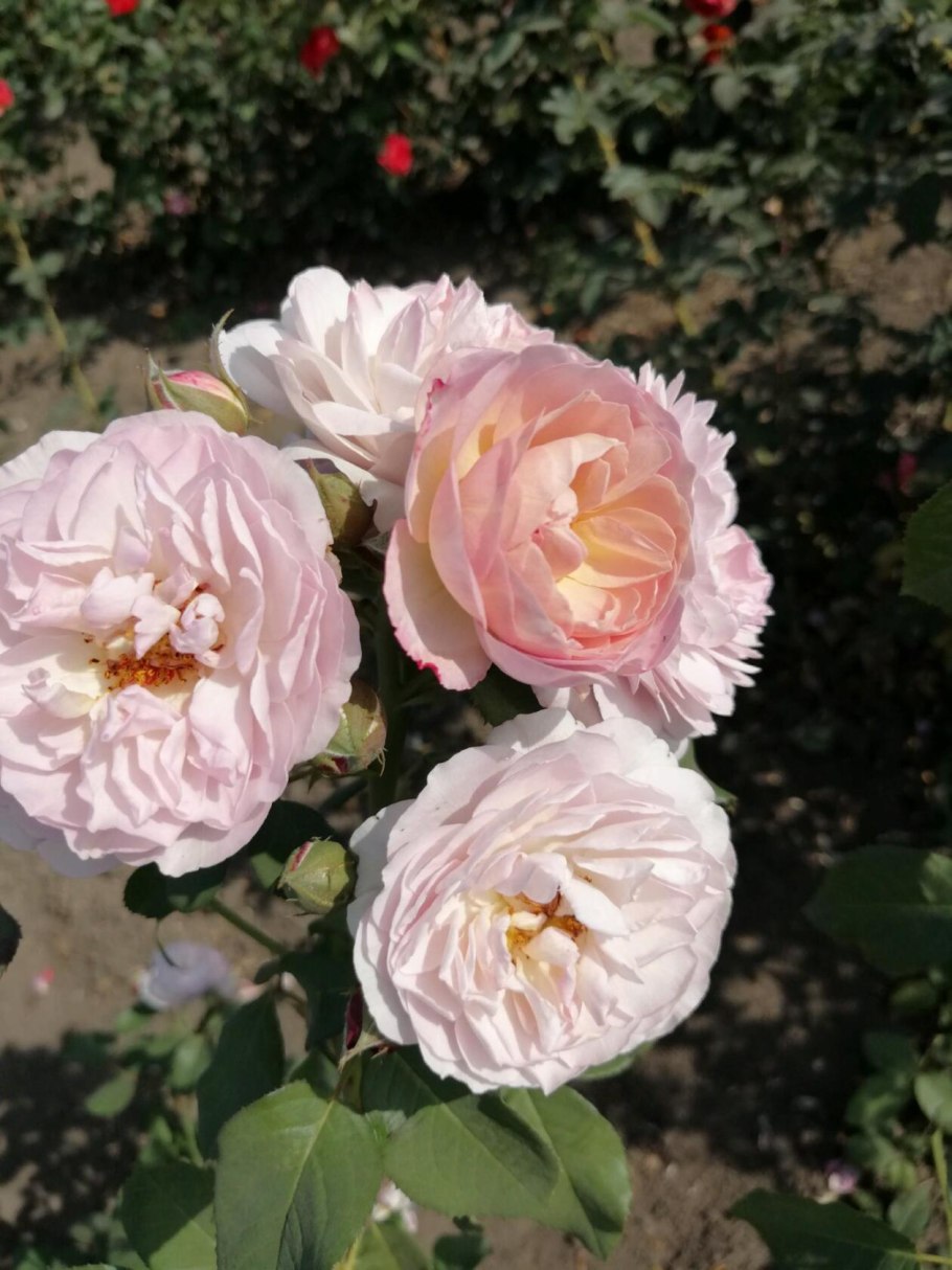 Роза сенлитсу