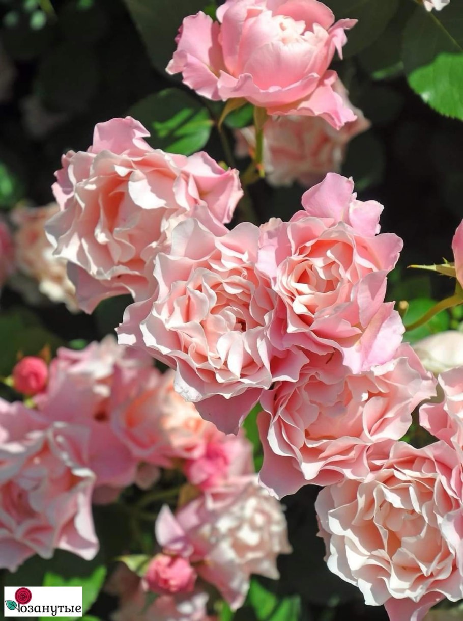 Каната Kanata роза