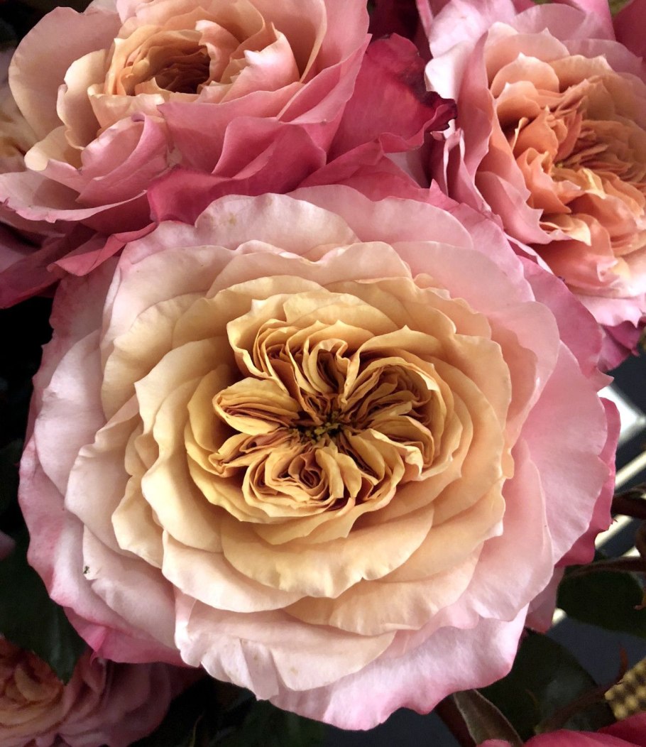 Роза принцесса Тсумуги