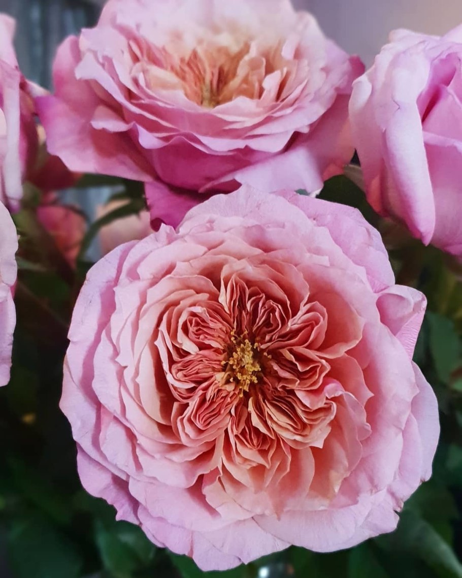 Роза Габриэль японской селекции