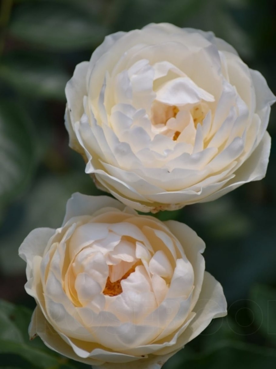 Роза принцесса Каори