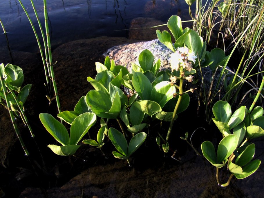 Menyanthes trifoliáta