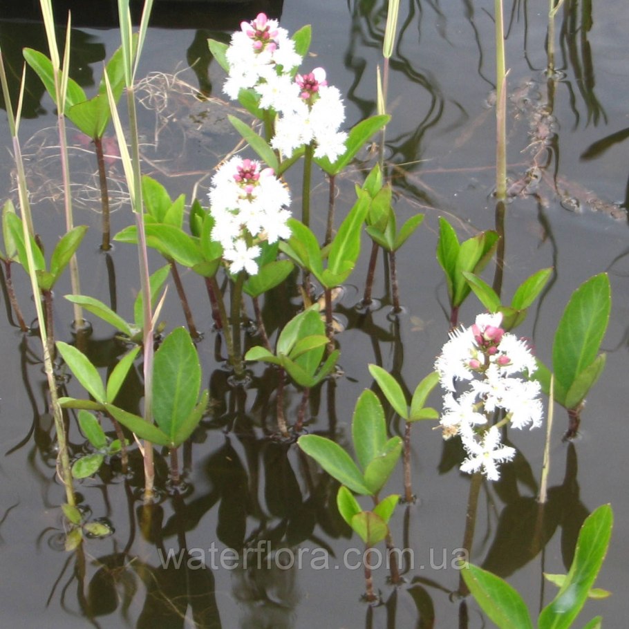 Menyanthes trifoliata