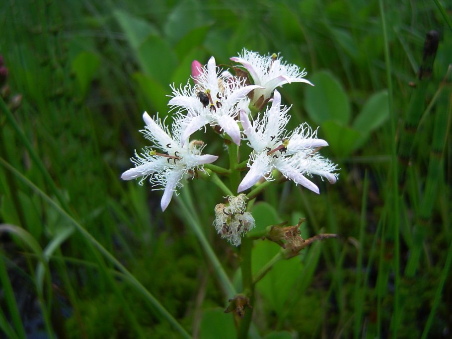 Вахта Menyanthes trifoliata