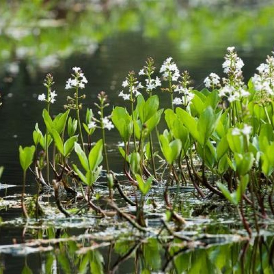 Viola trifoliata