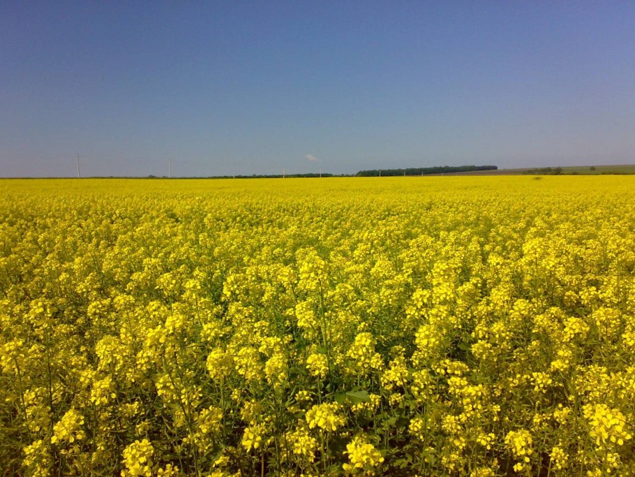 Горчица полезные свойства
