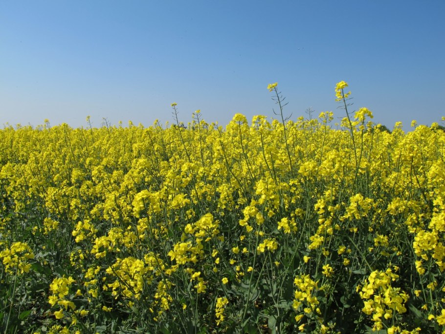 Рапс капуста