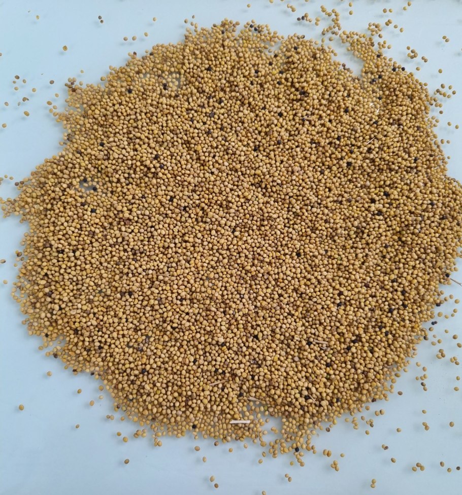 Brassica elongata растение