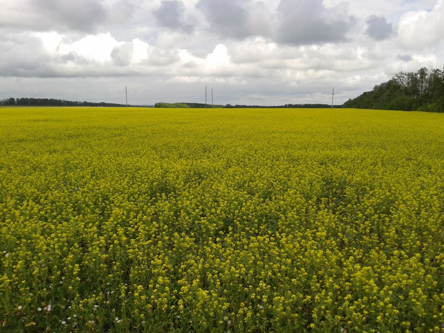 Горчица картинки красивые
