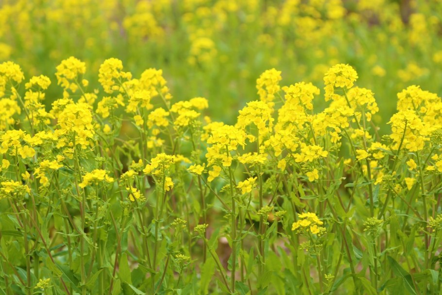 Bashkortostan Mustard Harvest