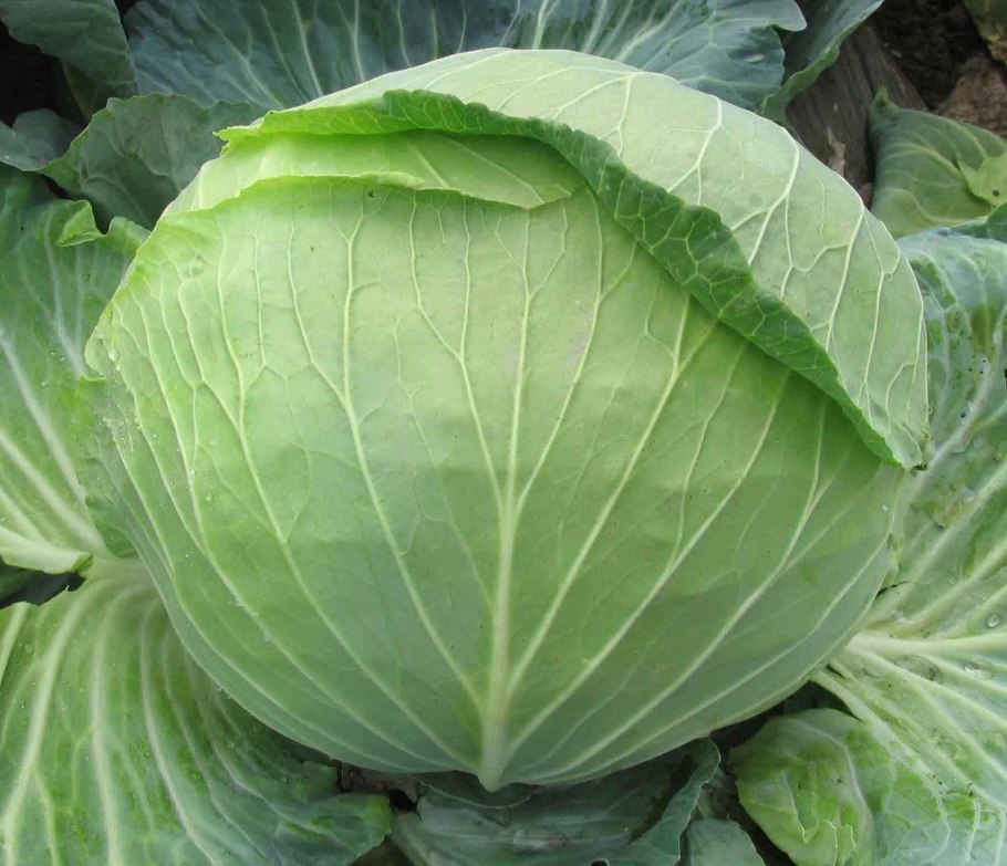 Капуста белокочанная