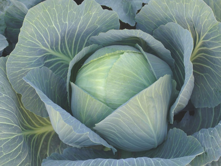 Голубцовая капуста сорта