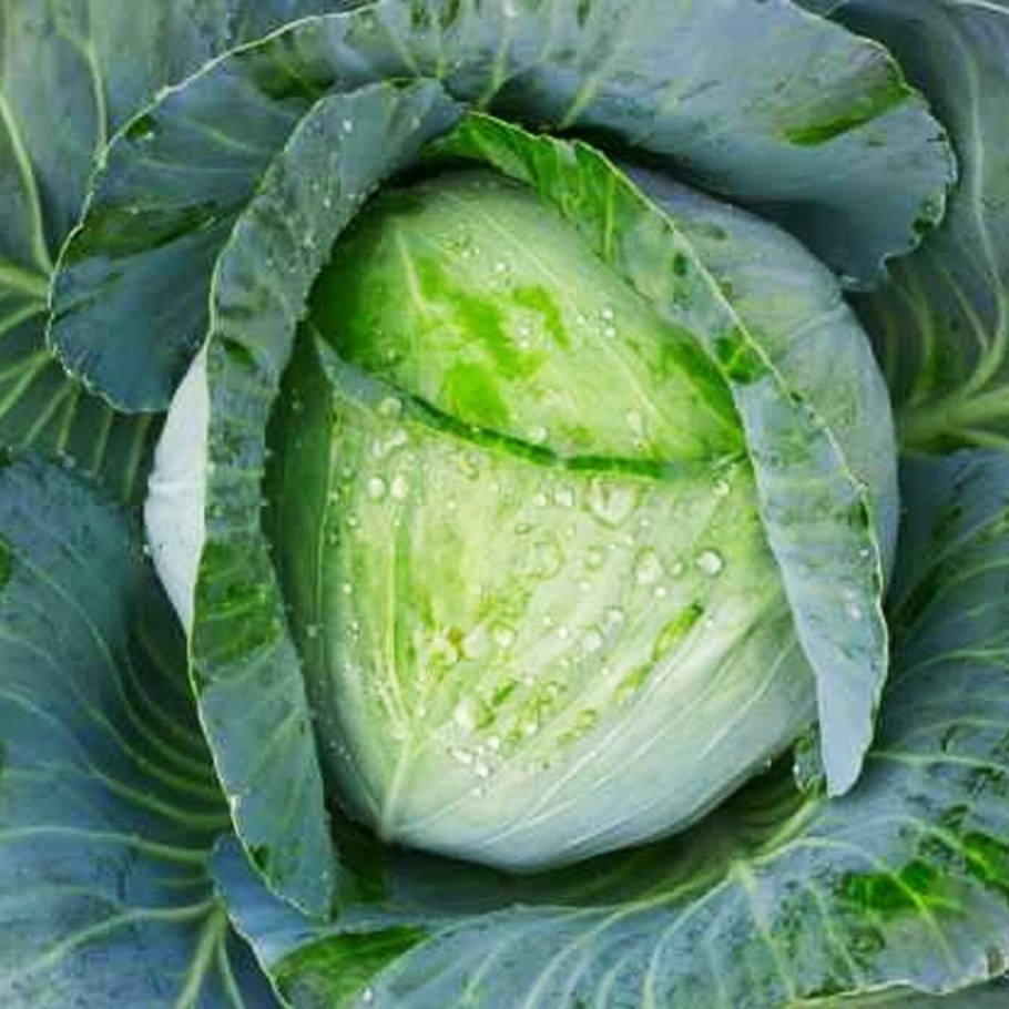 Капуста белокочанная в пакете