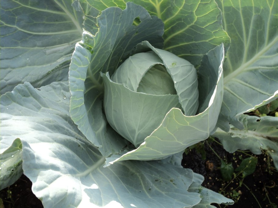 Капуста белокочанная Атрия f1