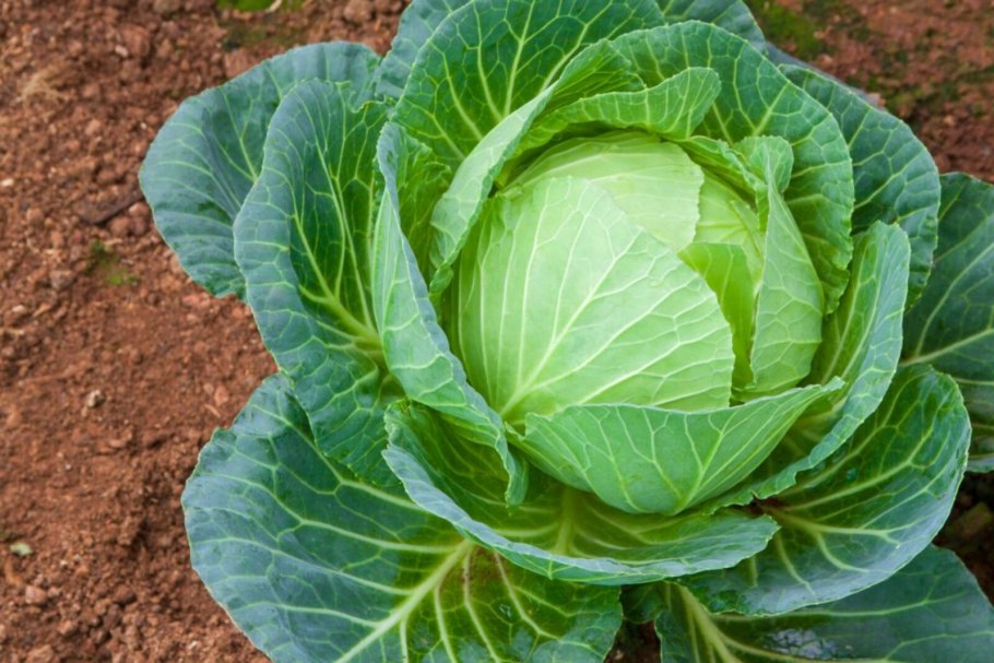 Семена капусты